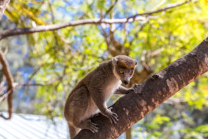 Lemuren, Kronenmaki, (Eulemur coronatus), Sakalava Strand, Oronjia Nationalpark, Antsiranana, Diego Suarez, Madagaskar, Afrika, Indischer Ozean Lemuren, Kronenmaki, (Eulemur coronatus), Sakalava Strand, Oronjia Nationalpark, Antsiranana, Diego Suarez, Madagaskar, Afrika, Indischer Ozean